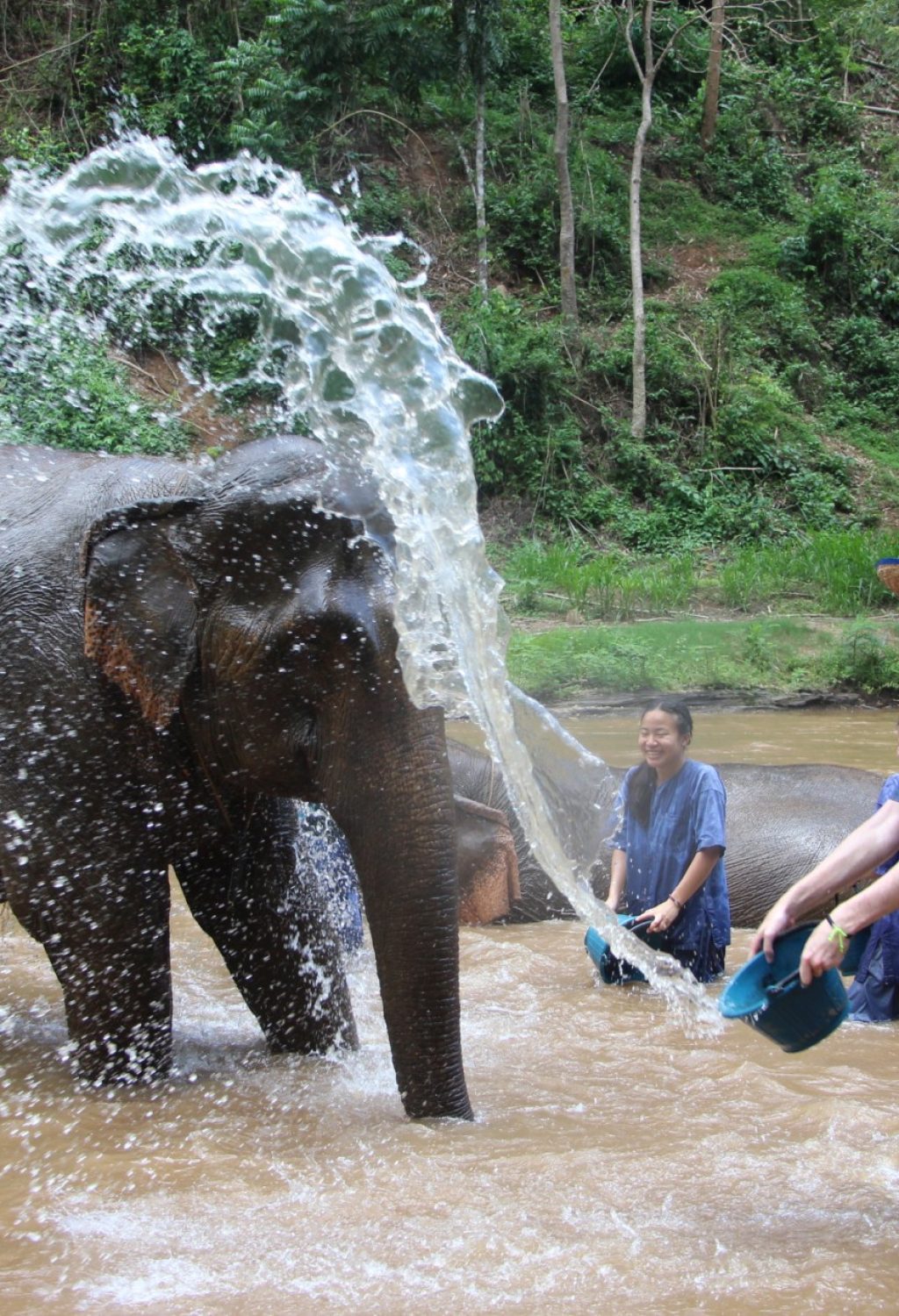 Care for elephants